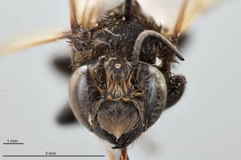 Media type: image;   Entomology 786012 Aspect: head frontal view